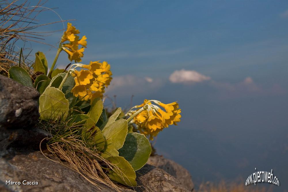 06_Primula Auricola.jpg